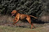 VIZSLA poil court 055